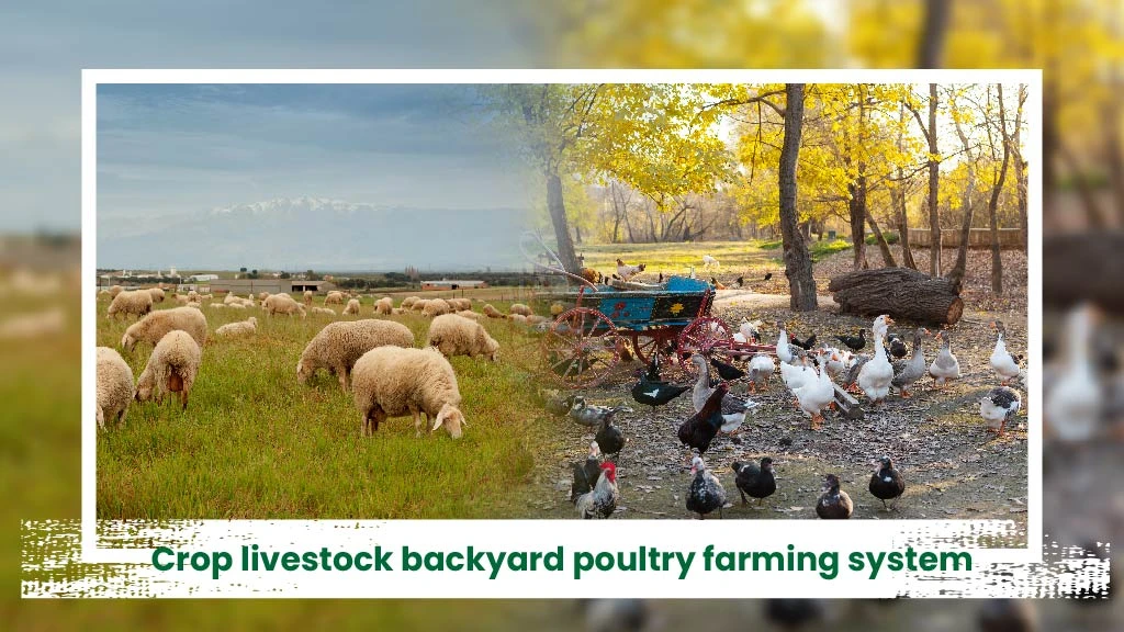 Intgerated Livestock Farming System - Crop livestock backyard poultry farming system