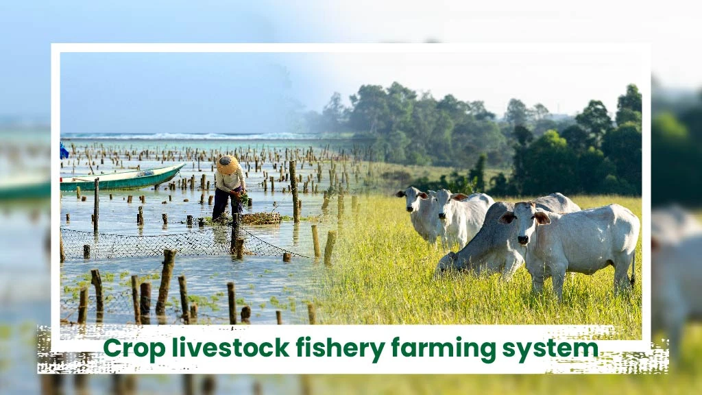 Intgerated Livestock Farming System - Crop livestock fishery farming system