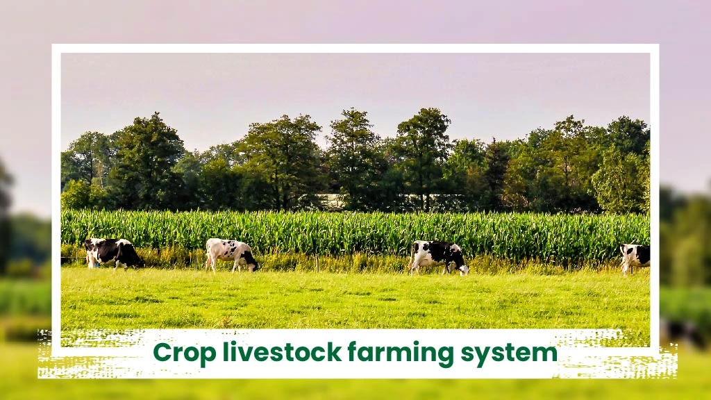 Intgerated Livestock Farming System - Crop livestock farming system