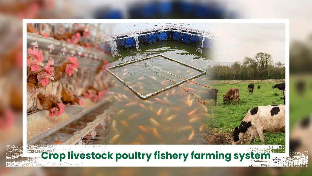 Intgerated Livestock Farming System - Crop livestock poultry fishery farming system