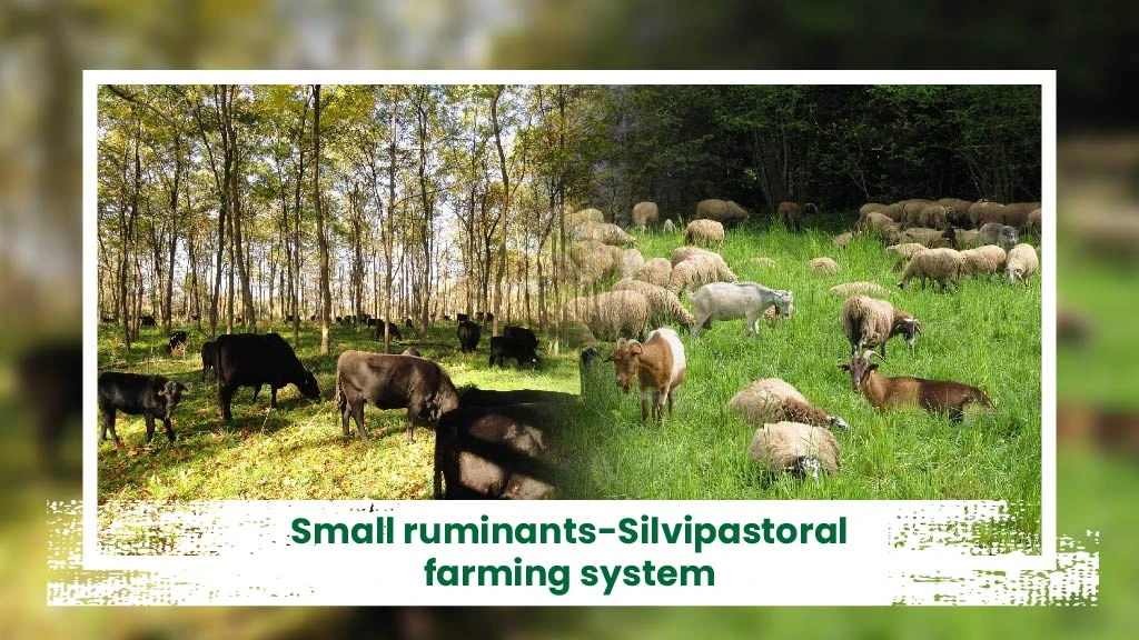 Intgerated Livestock Farming System - Small ruminants-Silvipastoral farming system