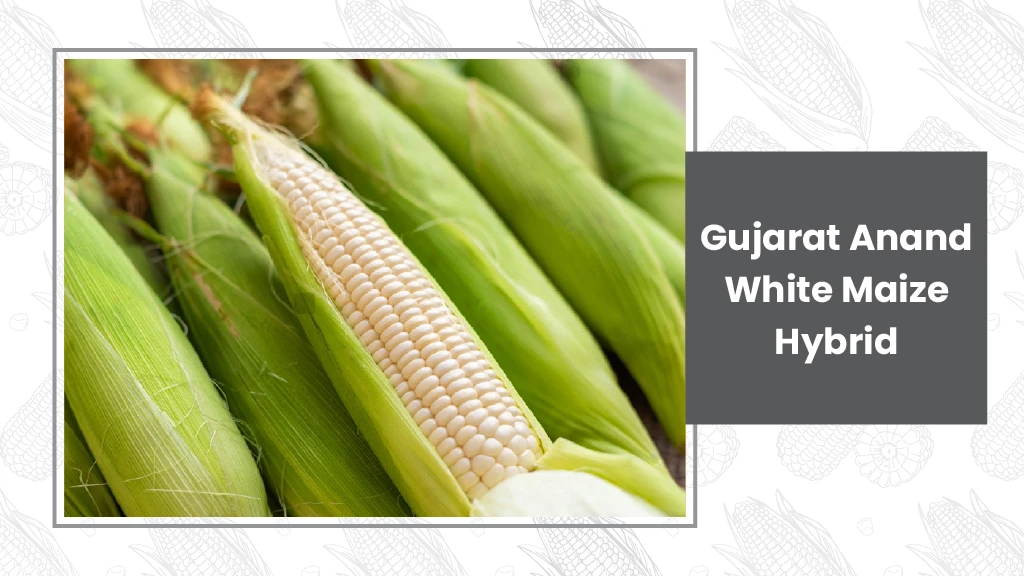 Maize Varieties - Gujarat Anand White Maize Hybrid