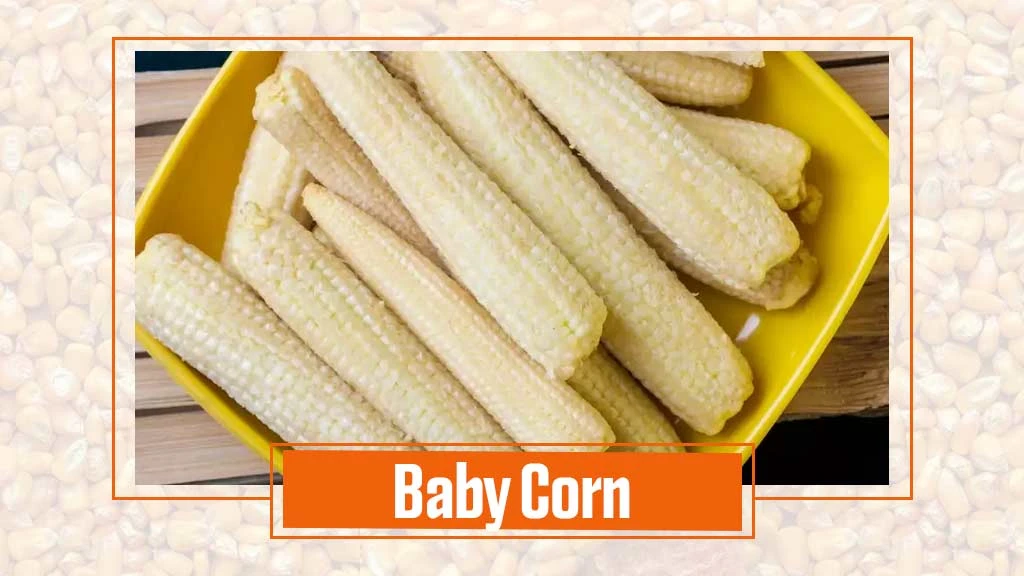 Types of Maize Varieties - Baby Corn