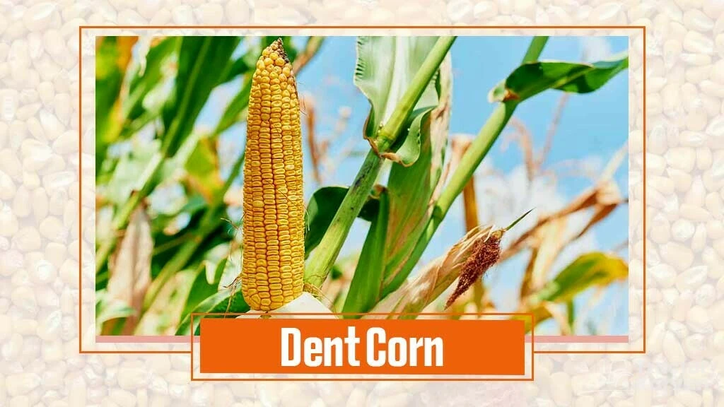 Types of Maize- Dent corn