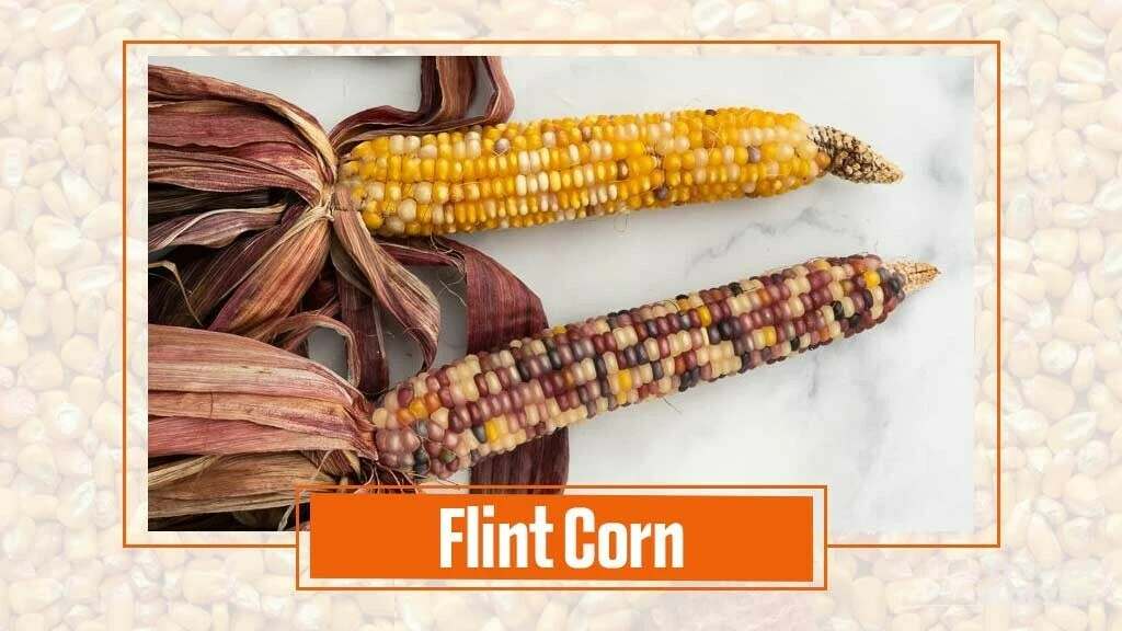 Types of Maize- Flint corn