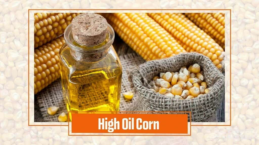 Types of Maize- High Oil corn