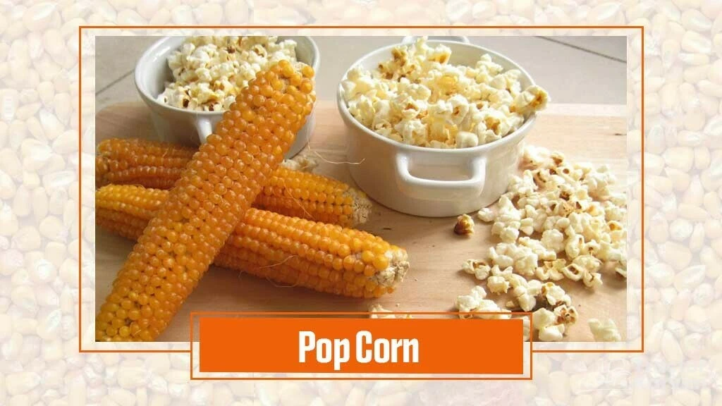 Types of Maize- Pop corn