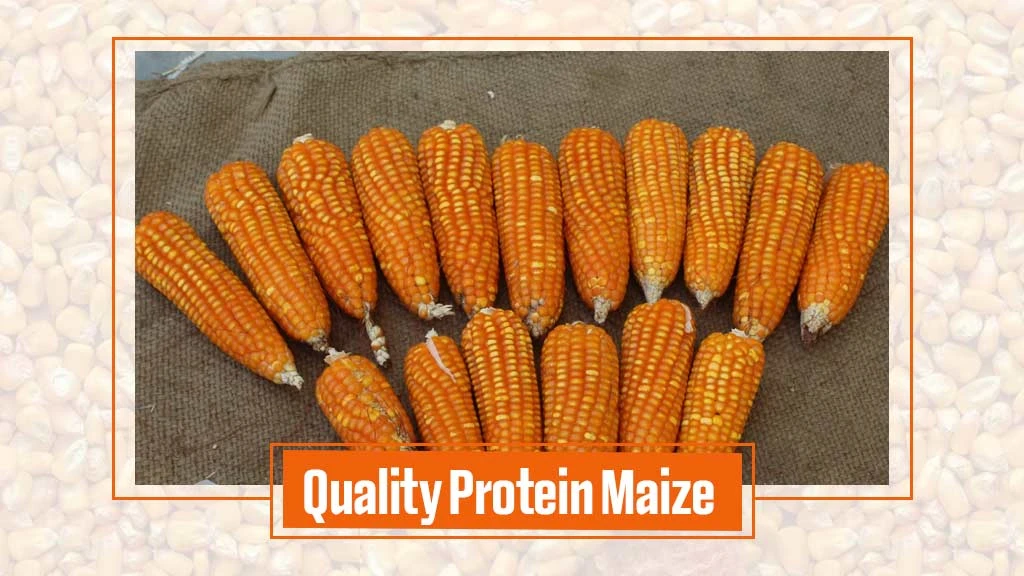 Types of Maize Varieties - Quality Protein Maize
