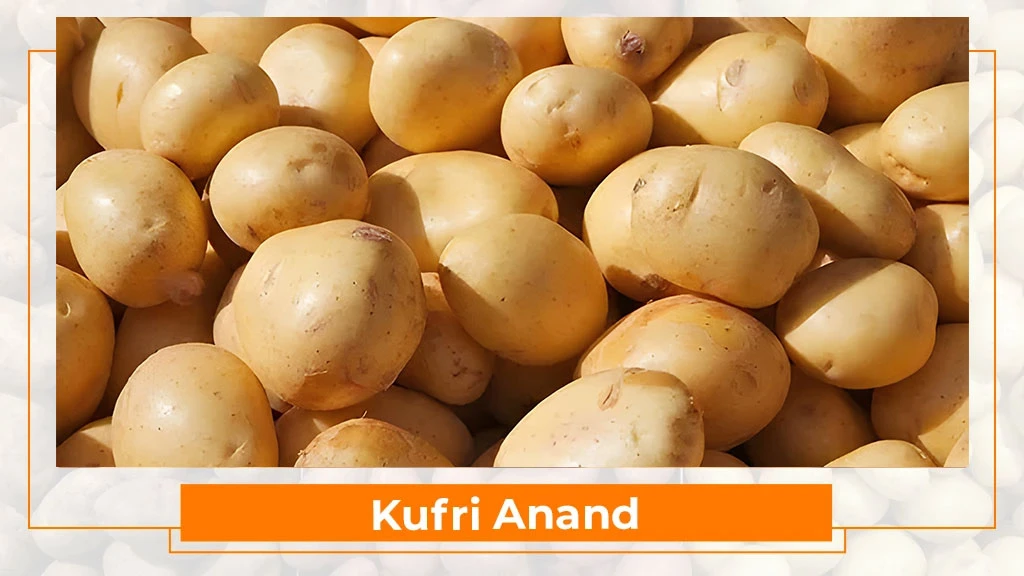 Potato Types in India - Kufri Anand