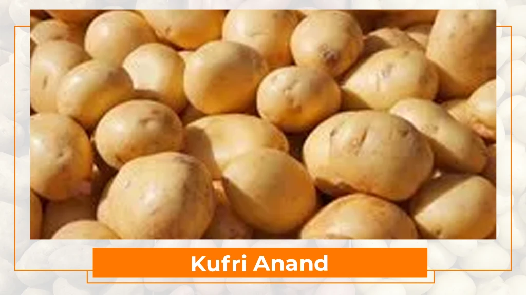 Potato Varieties Cultivated in India - Tractorkarvan