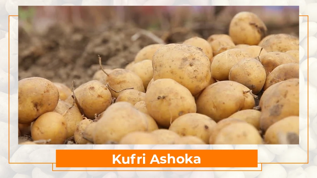 Potato Types in India - Kufri Ashoka
