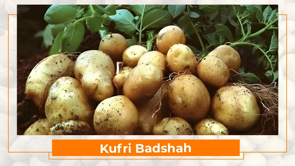 Potato Types in India - Kufri Badshah