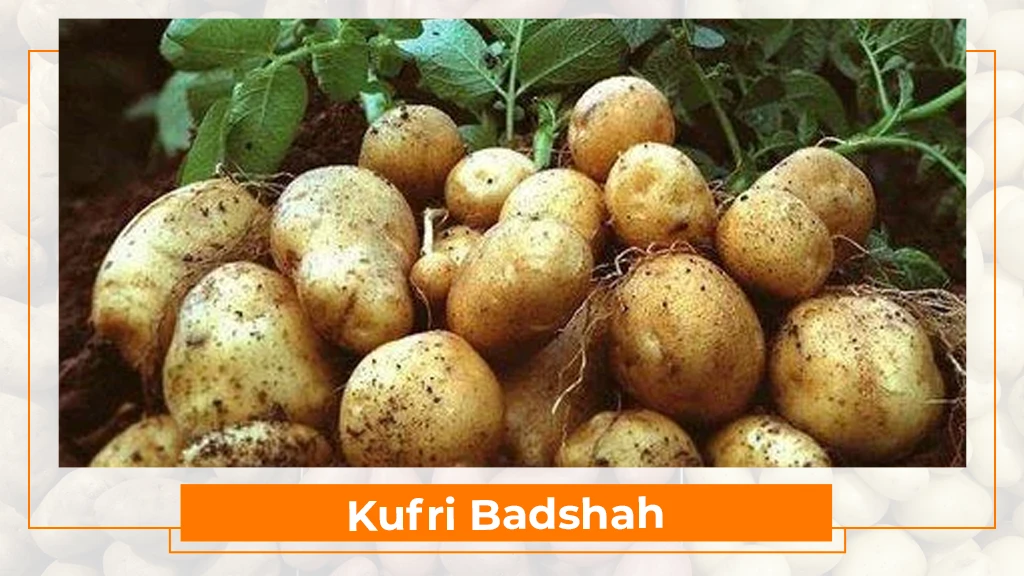 Potato Varieties Cultivated in India - Tractorkarvan