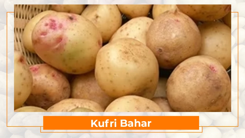 Potato Types in India - Kufri Bahar