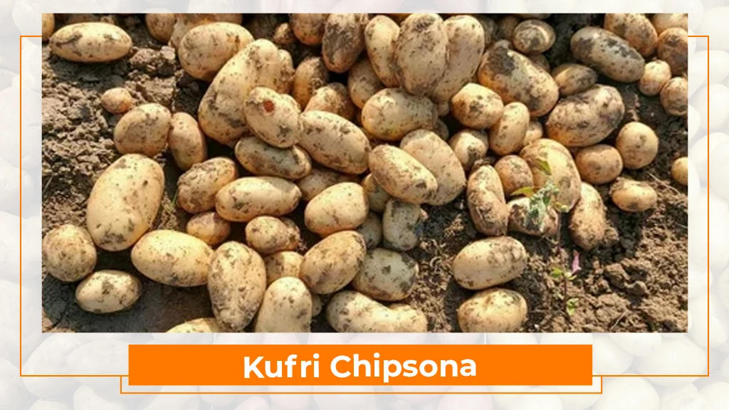Potato Types in India - Kufri Chipsona