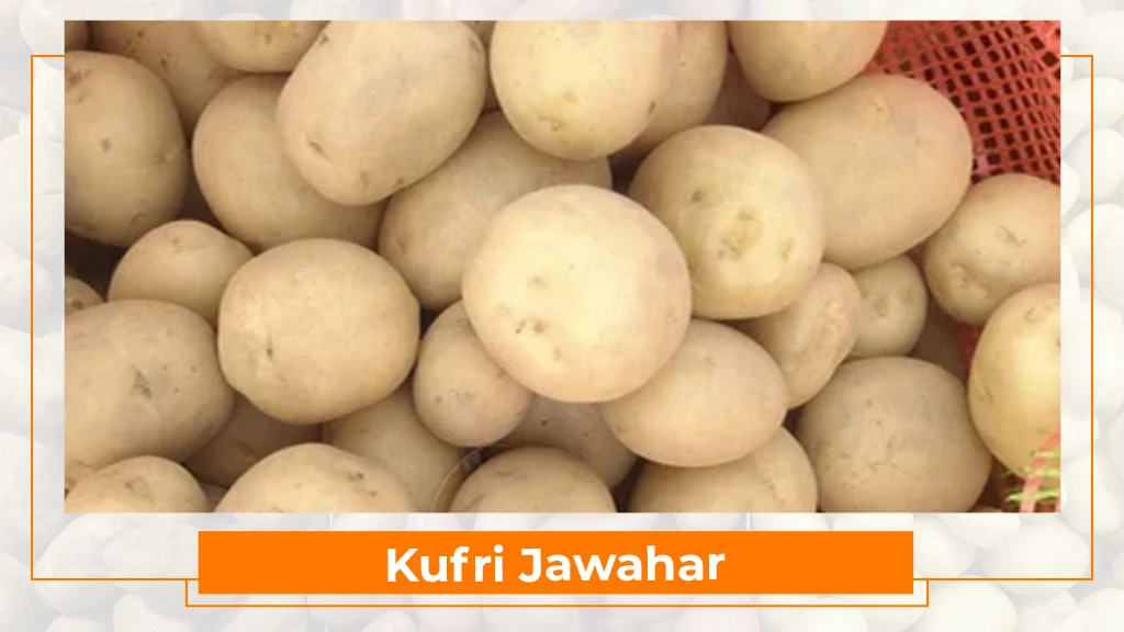 Potato Types in India - Kufri Jawahar
