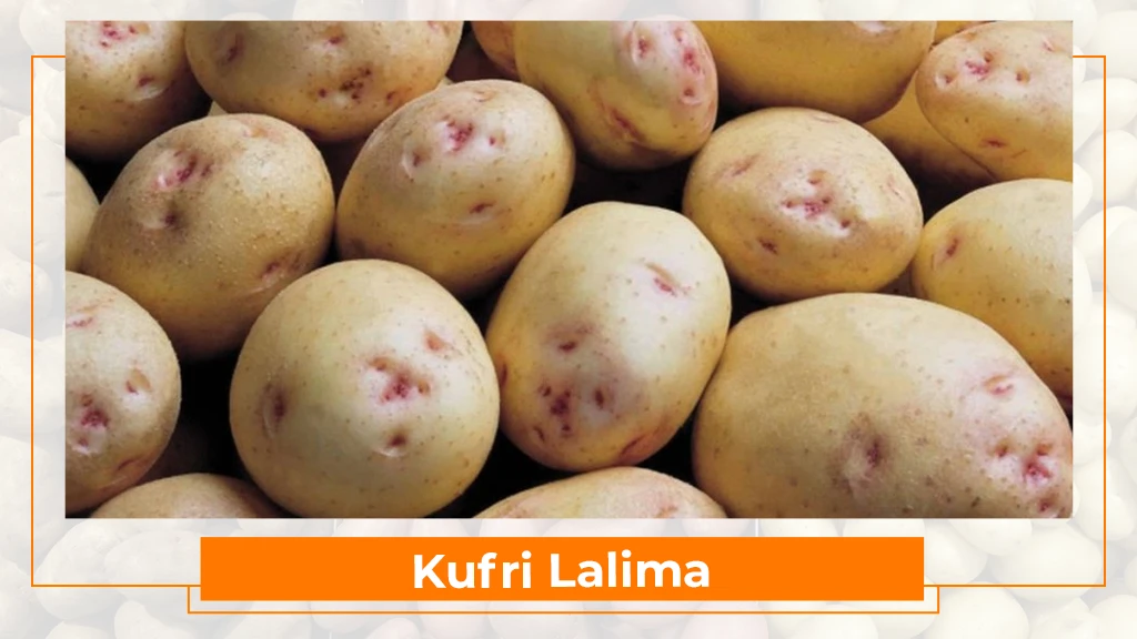 Potato Types in India - Kufri Lalima