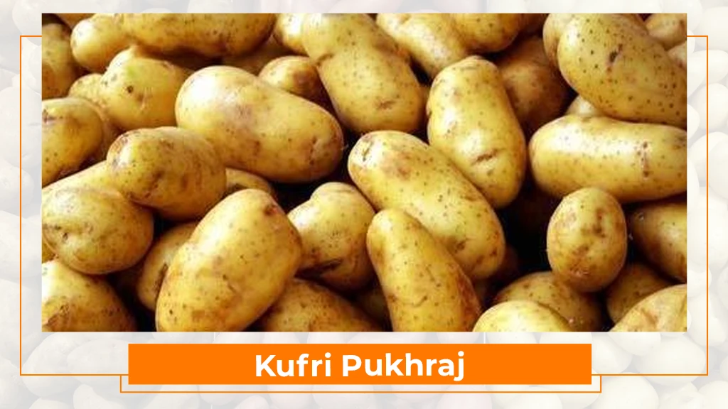 Potato Types in India - Kufri Pukhraj