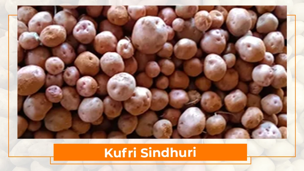 Potato Types in India - Kufri Sindhuri