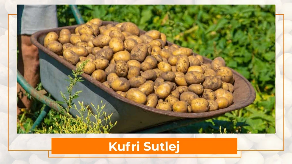 Potato Types in India - Kufri Sutlej