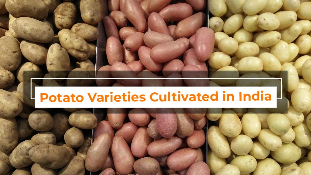 Potato Varieties Cultivated in India - A Complete List