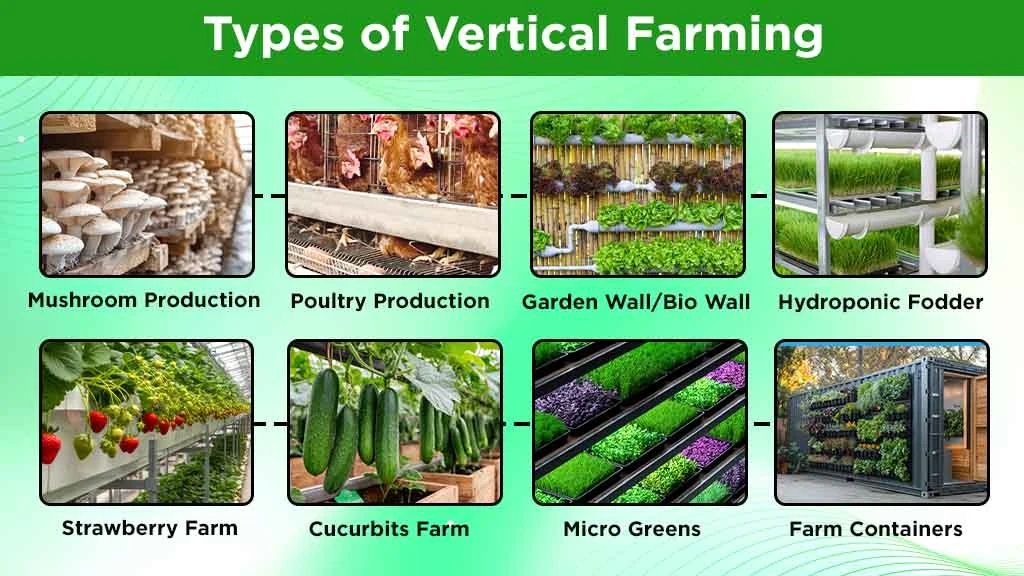 Types of Vertical Farming