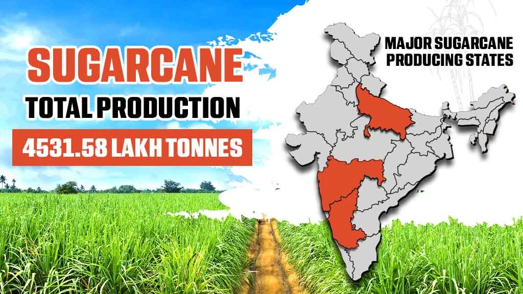 Types of Cash Crop in India - Sugarcane