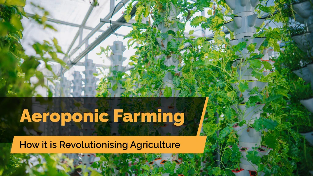 Aeroponic Farming in India: How it is Revolutionising Agriculture