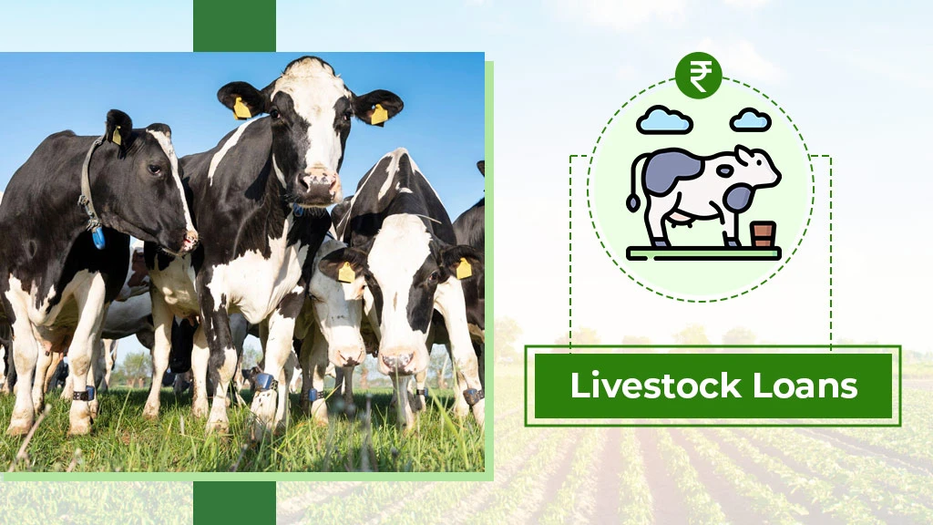 Agriculture Loan Types - Livestock Loans