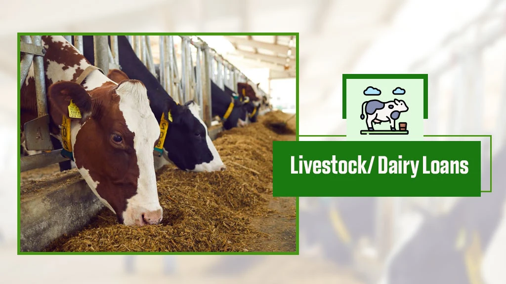 Livestock Loans