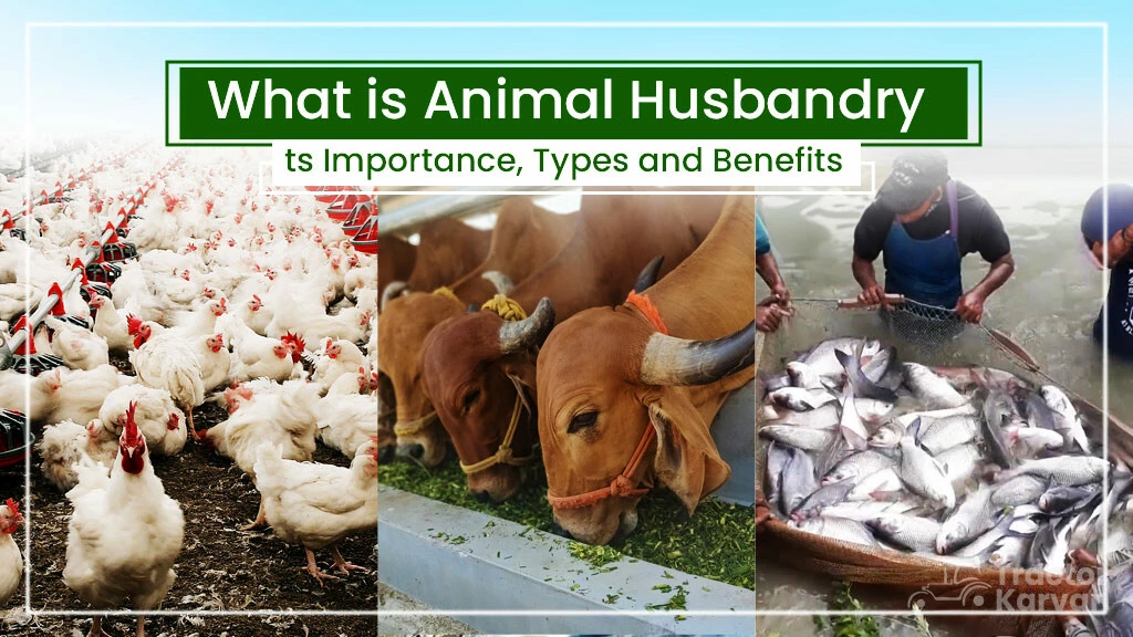 What is Animal Husbandry: Its Importance, Types and Benefits