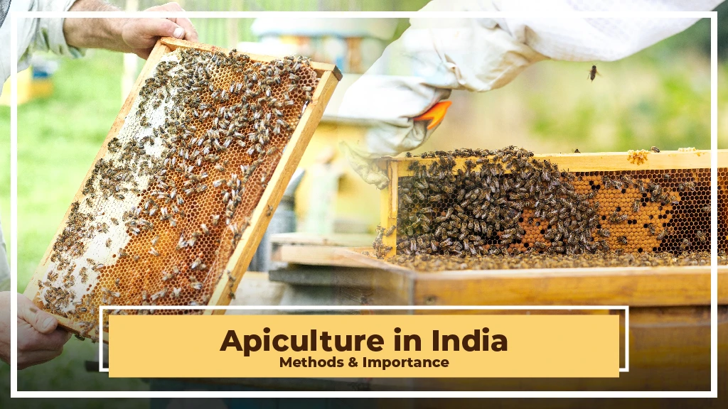 What is Apiculture: Meaning, Importance, Methods and Advantages