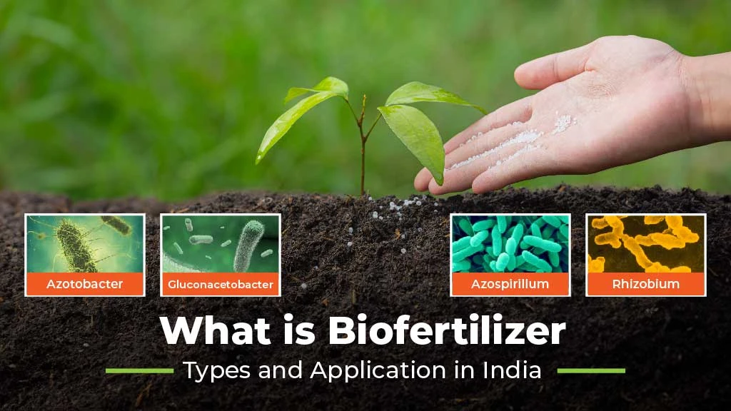 Understanding Biofertilizers, its Types and Applications in India