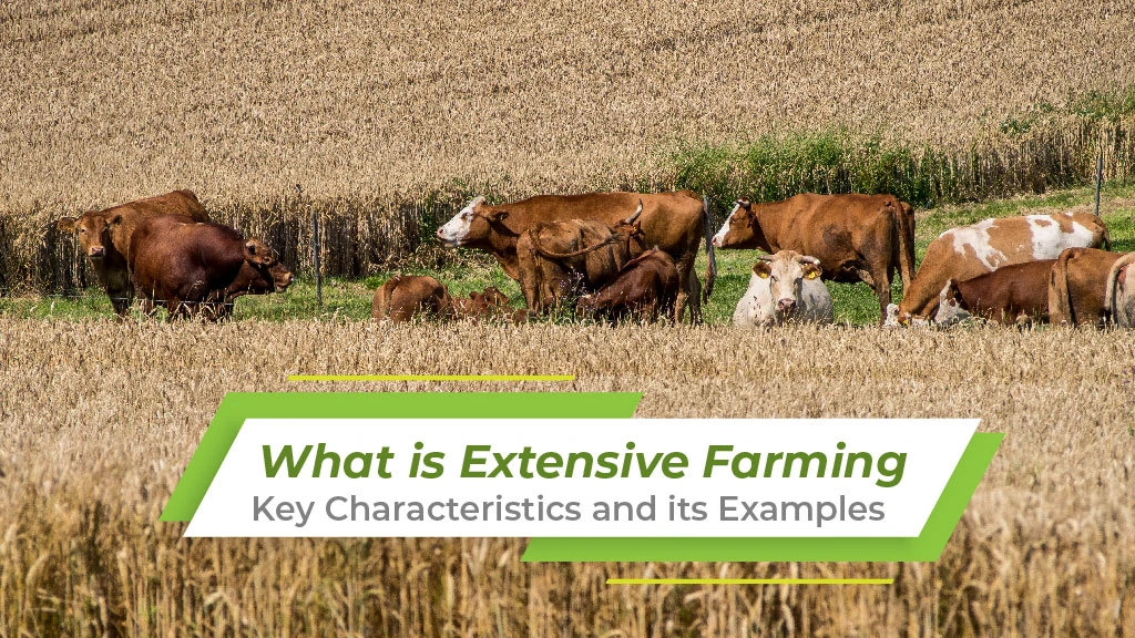 What is Extensive Farming: Key Characteristics and its Examples