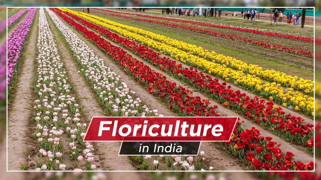Floriculture in India: Meaning, Importance, Types and Export Potential
