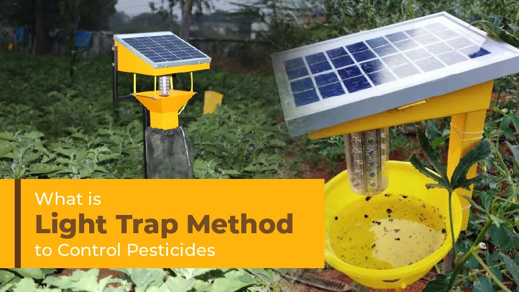 What is the Light Trap Method to Control Pesticides: Advantages and Disadvantages