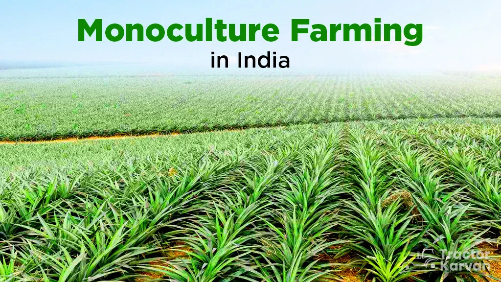 Monoculture Farming in India: Its Advantages and Disadvantages