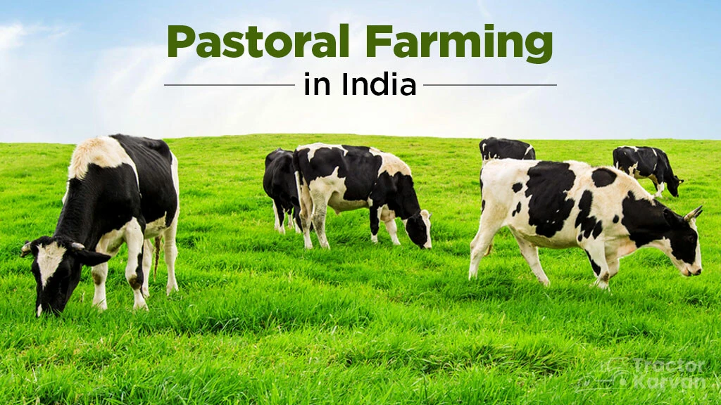 What is Pastoralism - Pastroal Farming in India