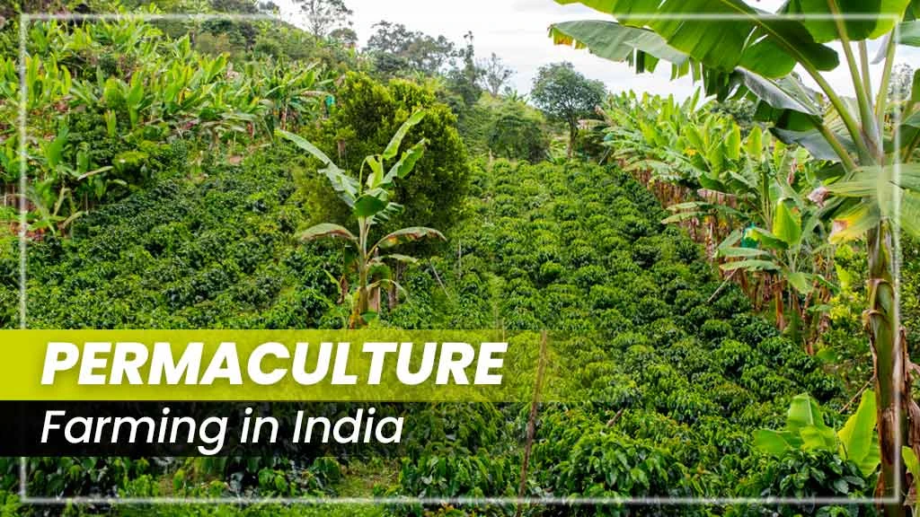 Permaculture Farming in India: Meaning, Principles and Examples