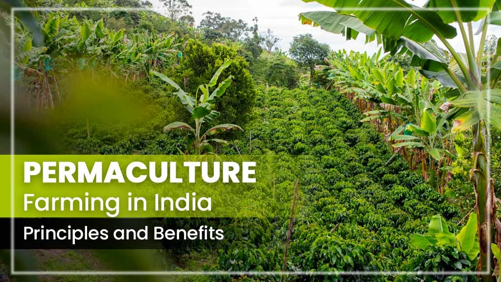 Permaculture Farming in India: Principles and Benefits