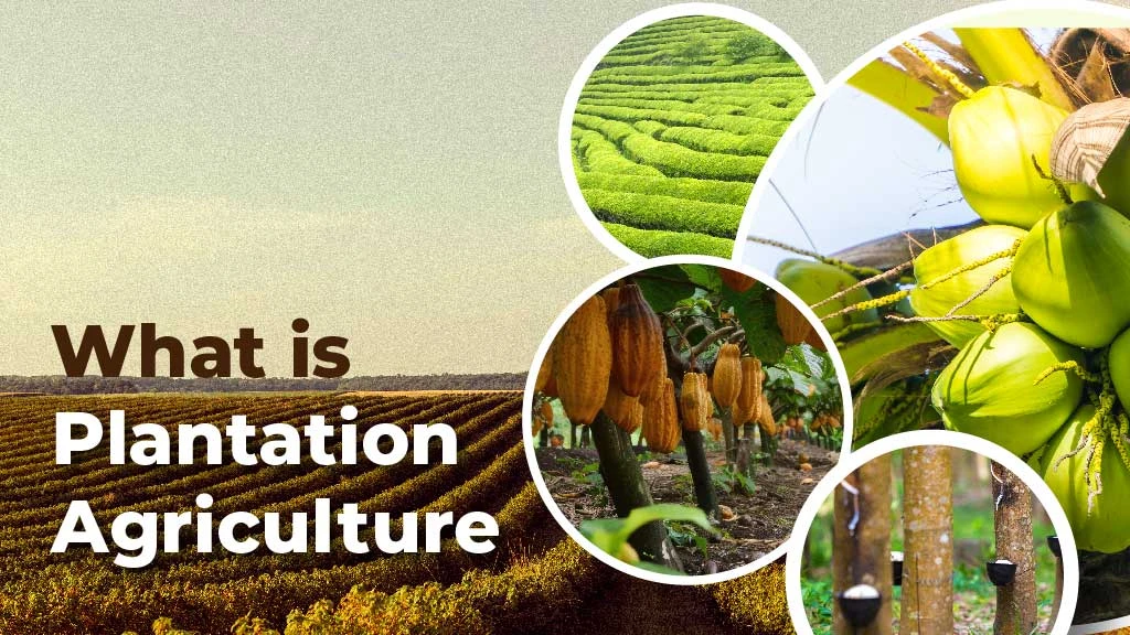 What is Plantation Agriculture: Meaning, Crops, Features and Scope