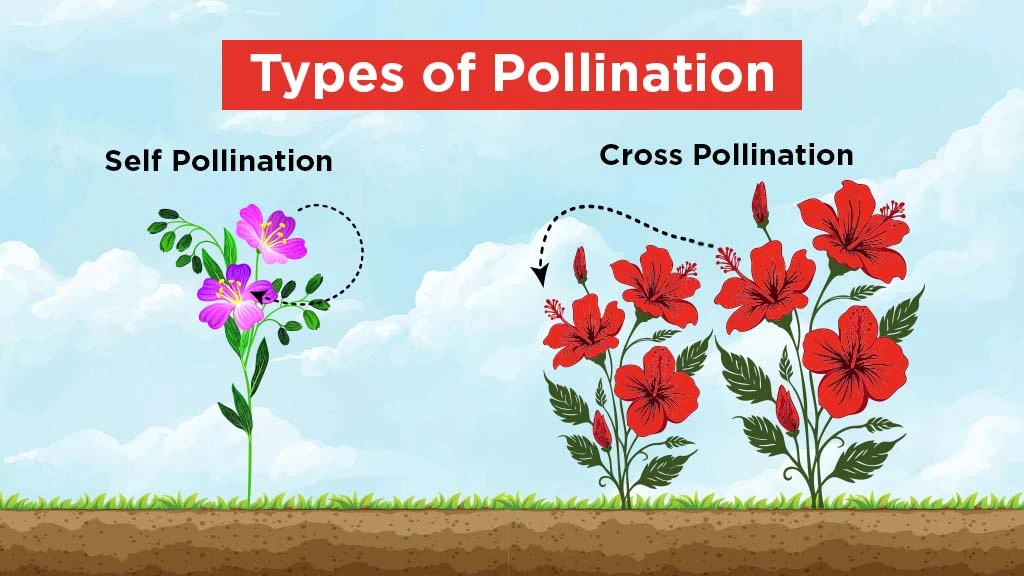Different Types of Pollination