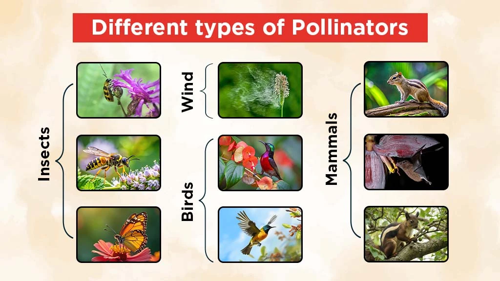Different Modes of Pollination