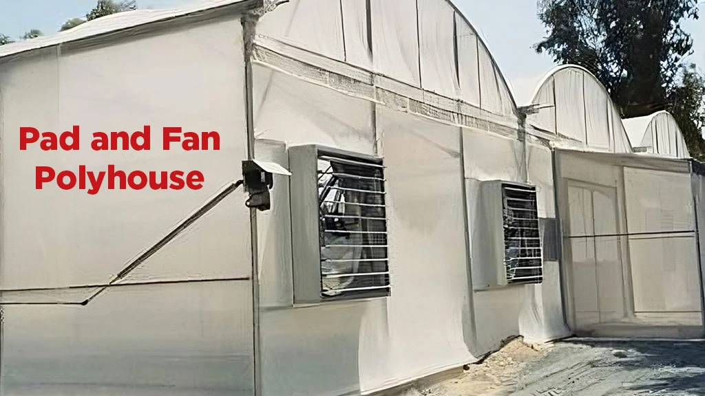 What is Polyhouse Farming - Benefits & Types