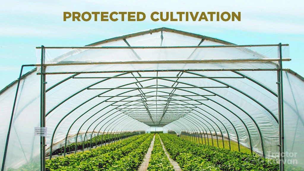 A Guide to Protected Cultivation in India: Its Meaning, Objectives, and Importance