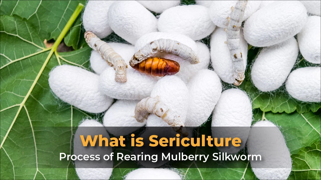 What is Sericulture and the Process of Rearing Mulberry Silkworm?