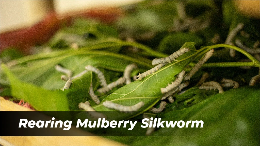 Rearing Mulberry Silkworm