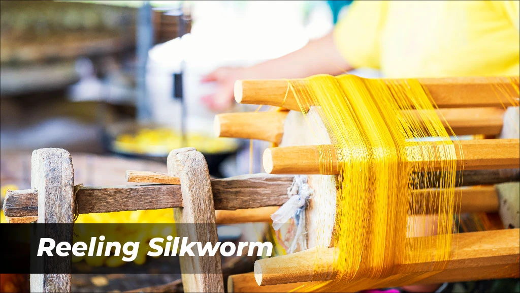 Sericulture Process - Reeling Silkworm