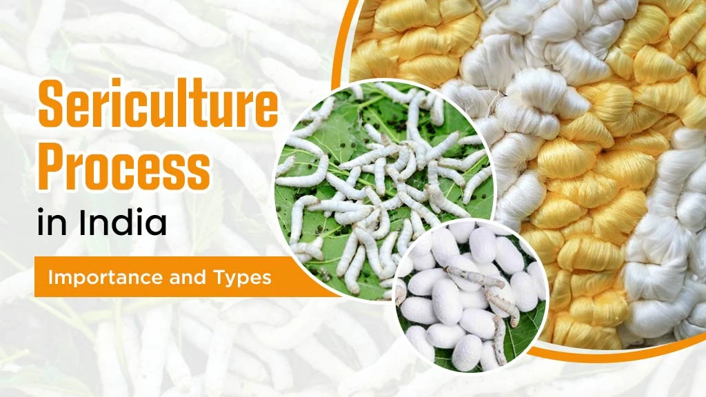 Sericulture Process in India: Importance and Types