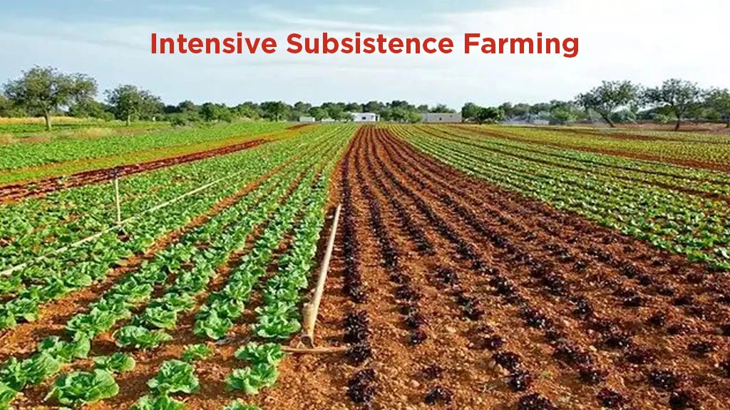 primitive subsistence farming